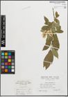 Foto von Salix pentandra L.